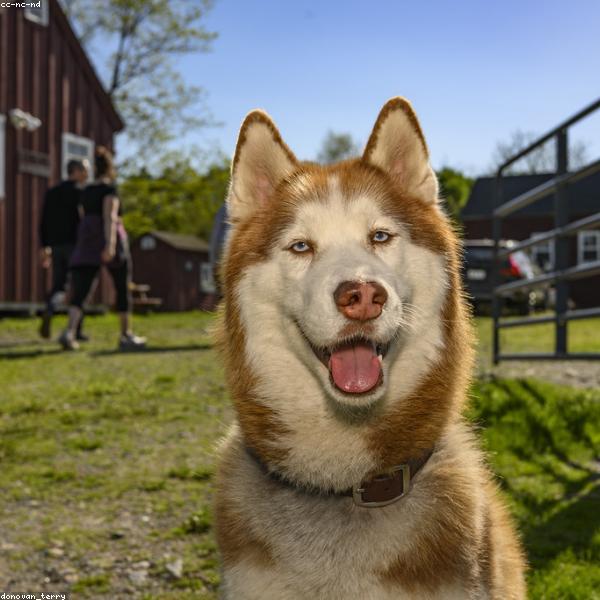 Willow, a Siberian Husky