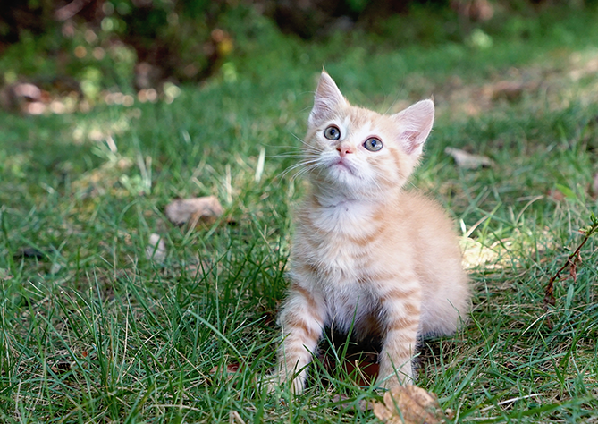Luna, a Orange Tabby